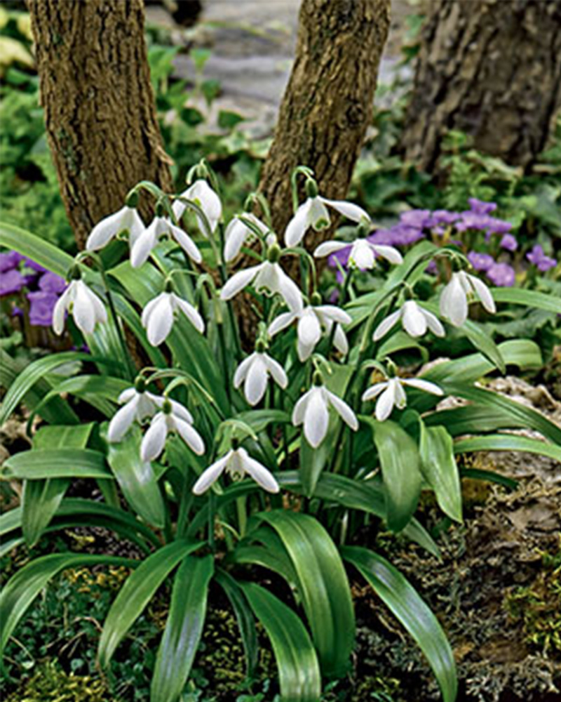 Galanthus Snowdrops