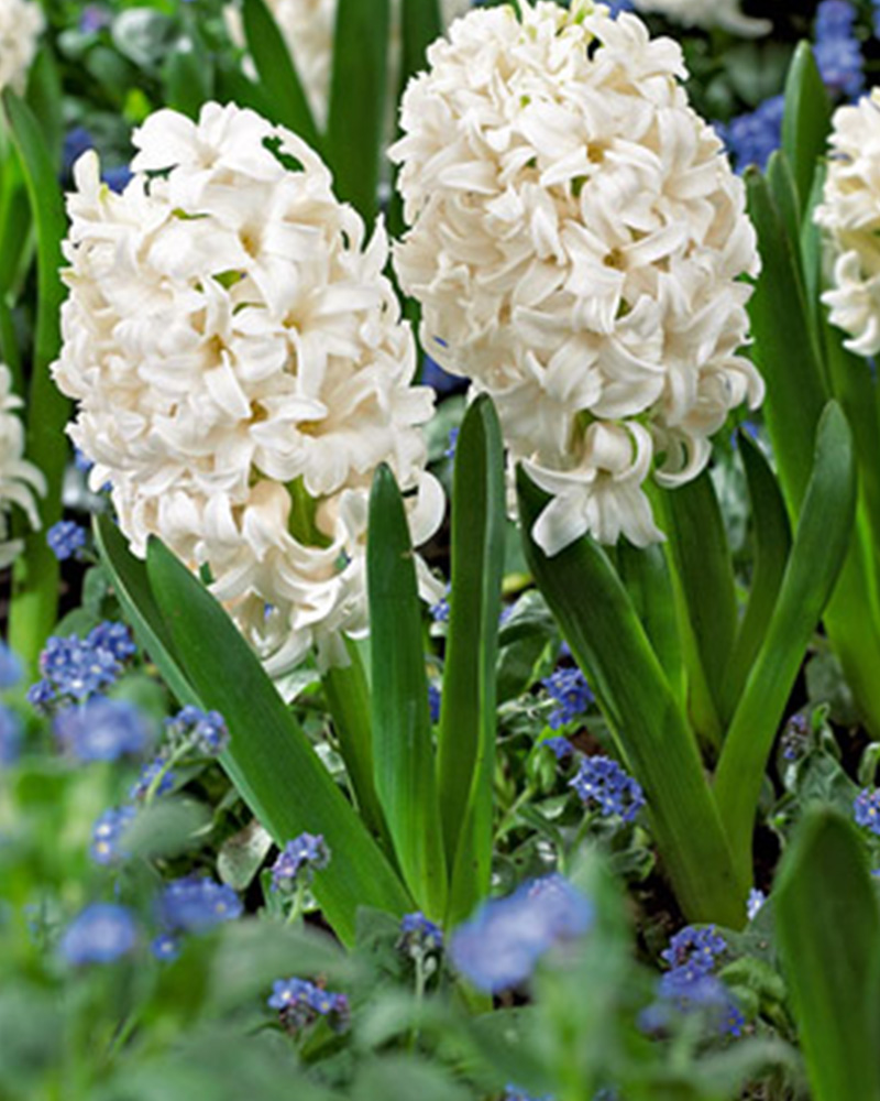 Hyacinth Carnegie