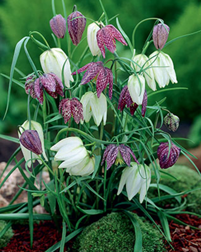 Fritillara Meleagris