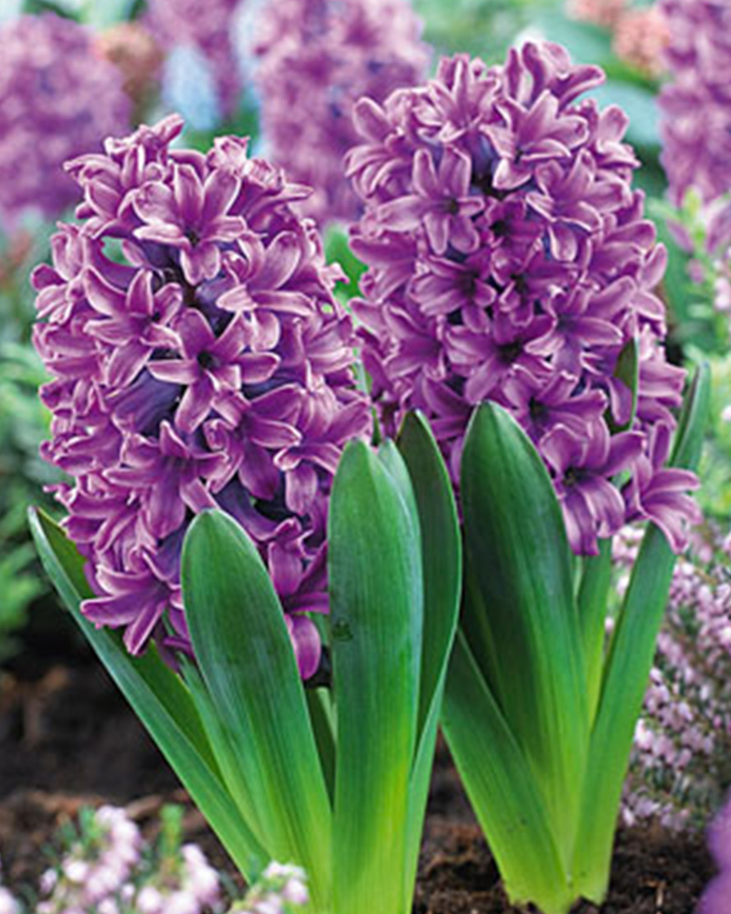 Hyacinth Miss Saigon