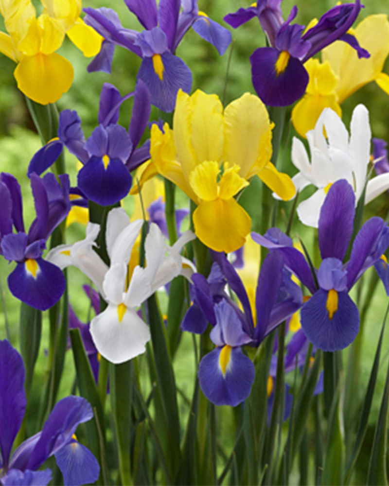 Iris Dutch Mix