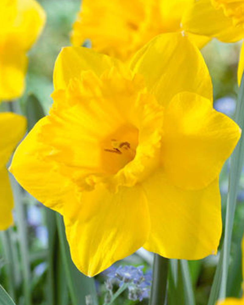 Narcissus Dutch Master