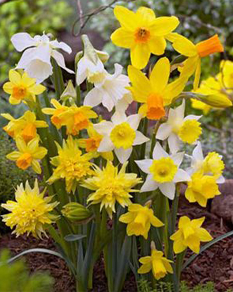 Narcissus Rock Garden Blend