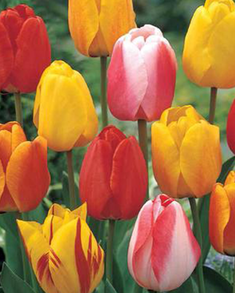 Tulip Tequila Sunrise Mix
