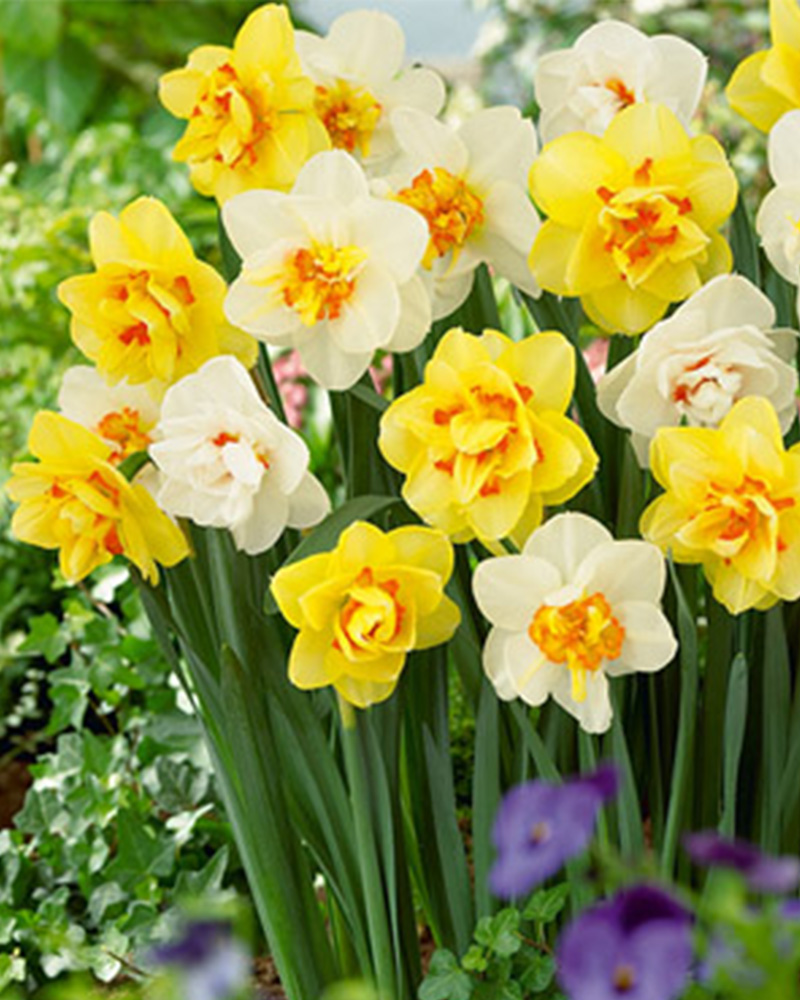 Narcissus Double Blend