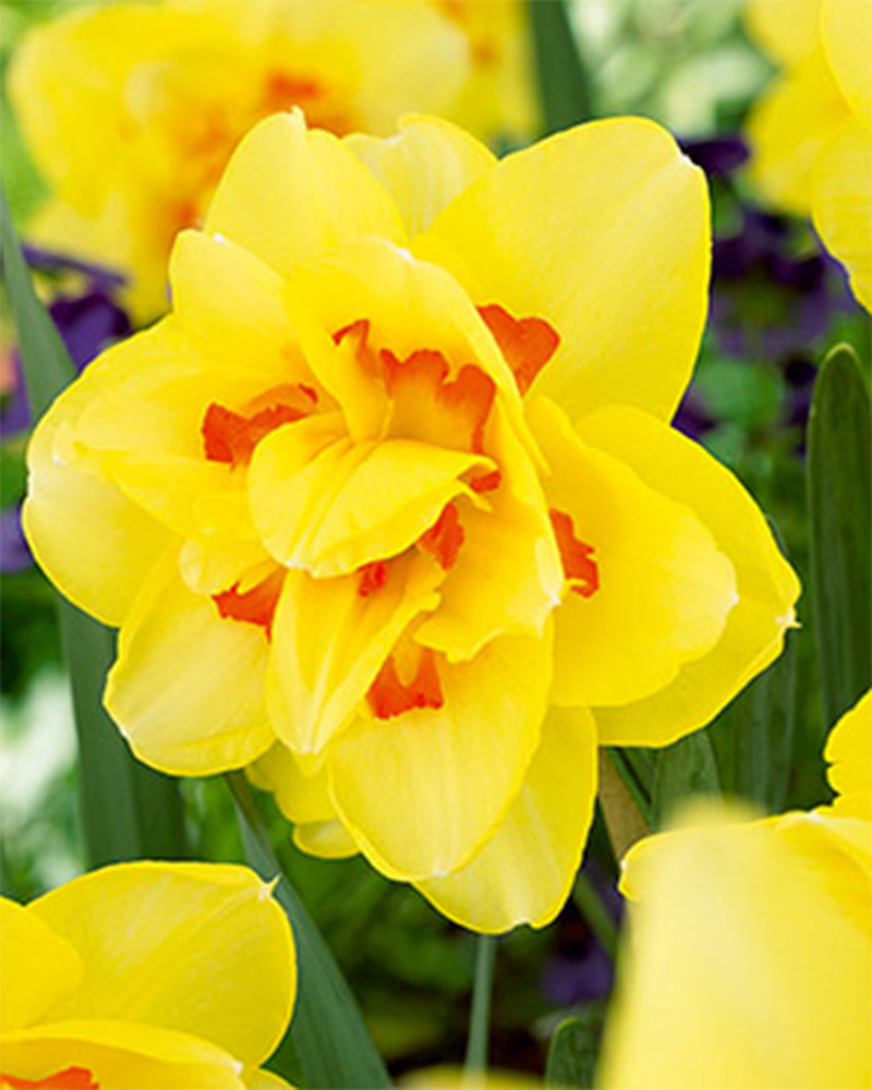 Narcissus Tahiti