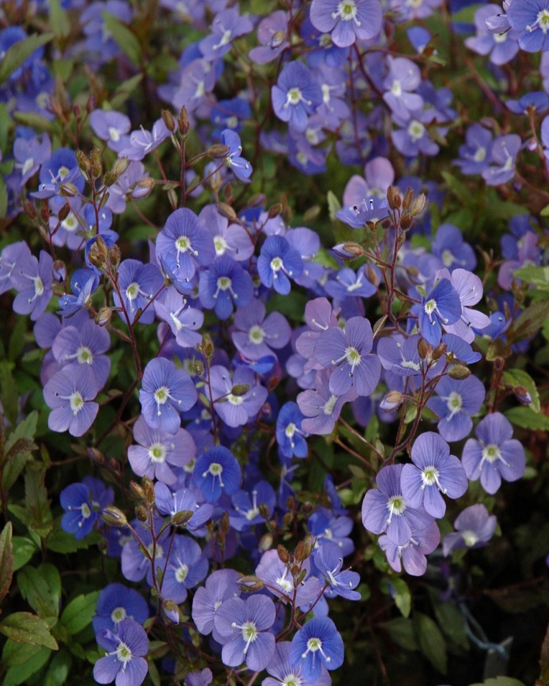 Georgia Blue Speedwell #1<br><i>Veronica peduncularis Georgia Blue</br></i>