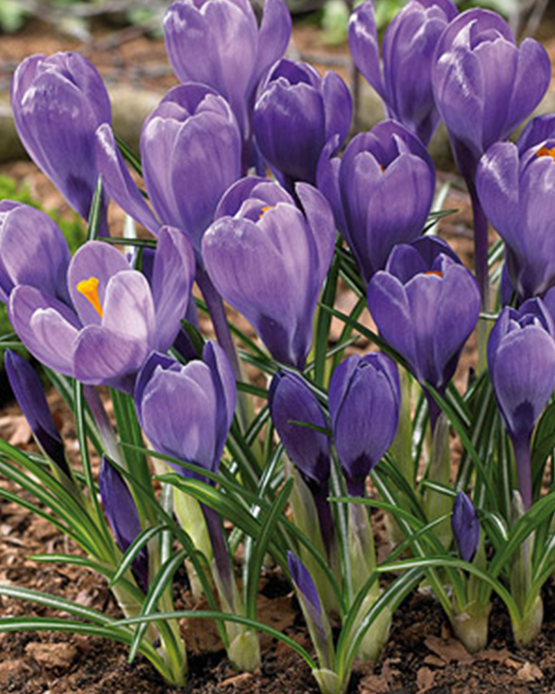 Crocus Remembrance