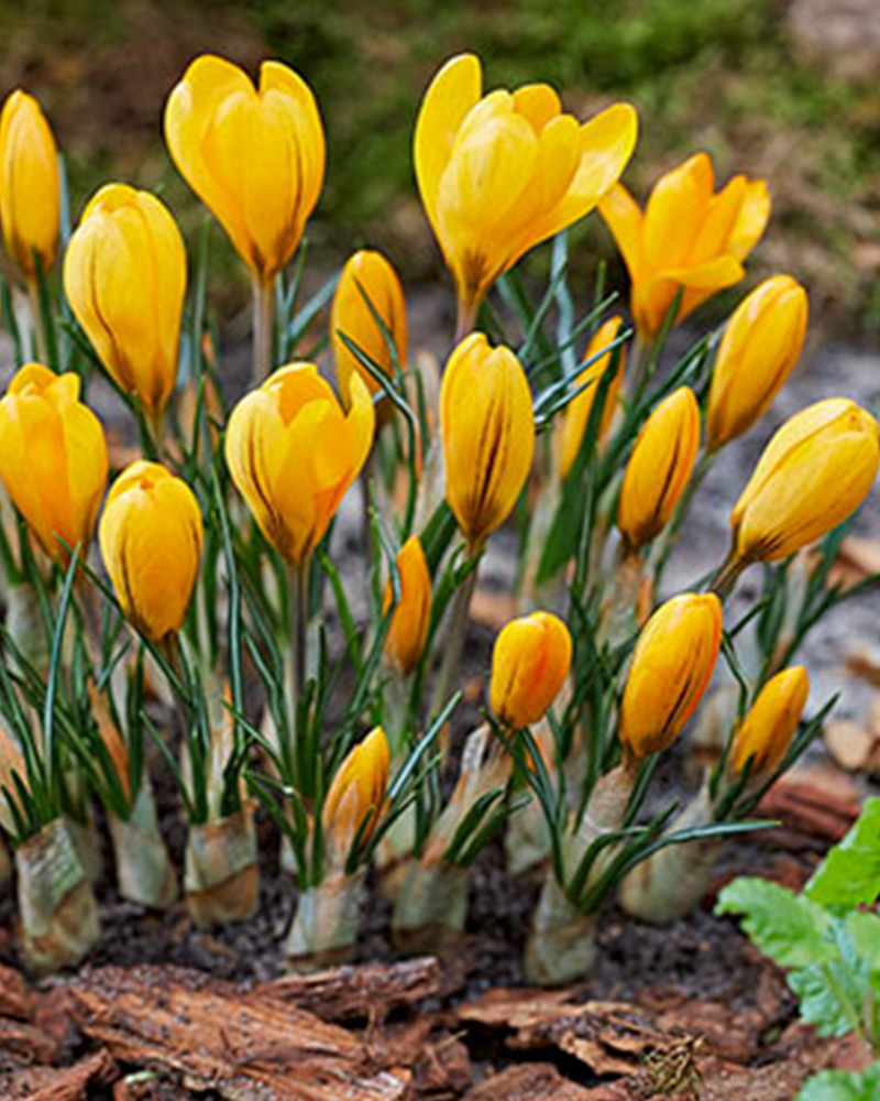Crocus Yellow Mammoth