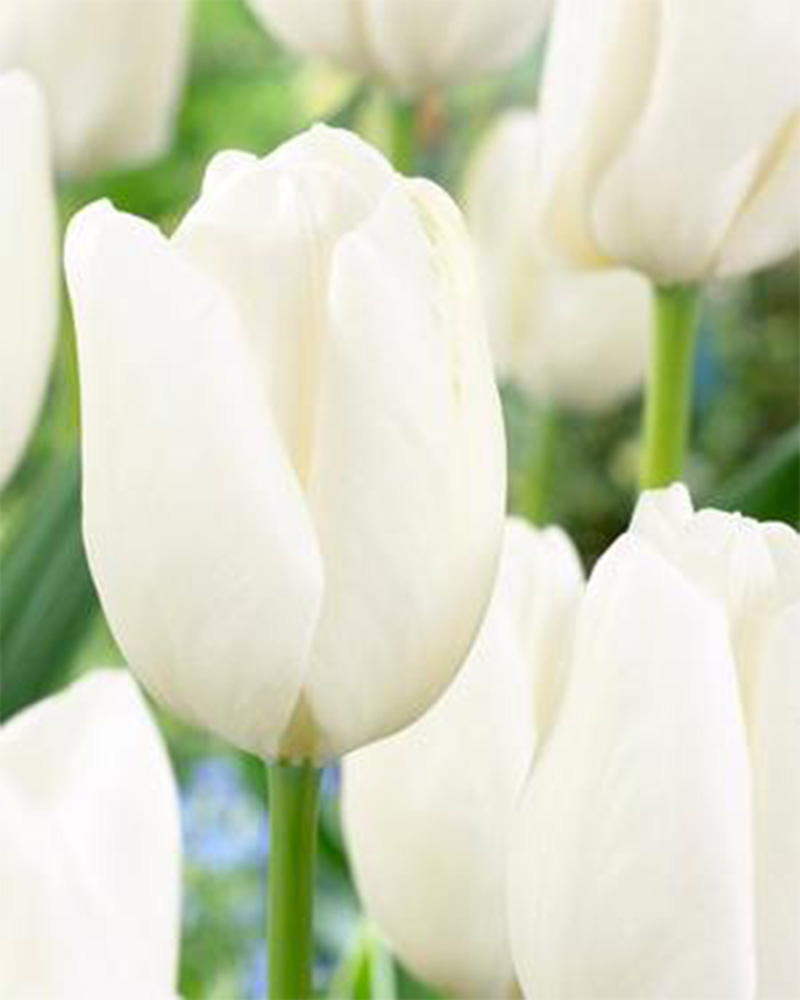 Tulip Hakuun