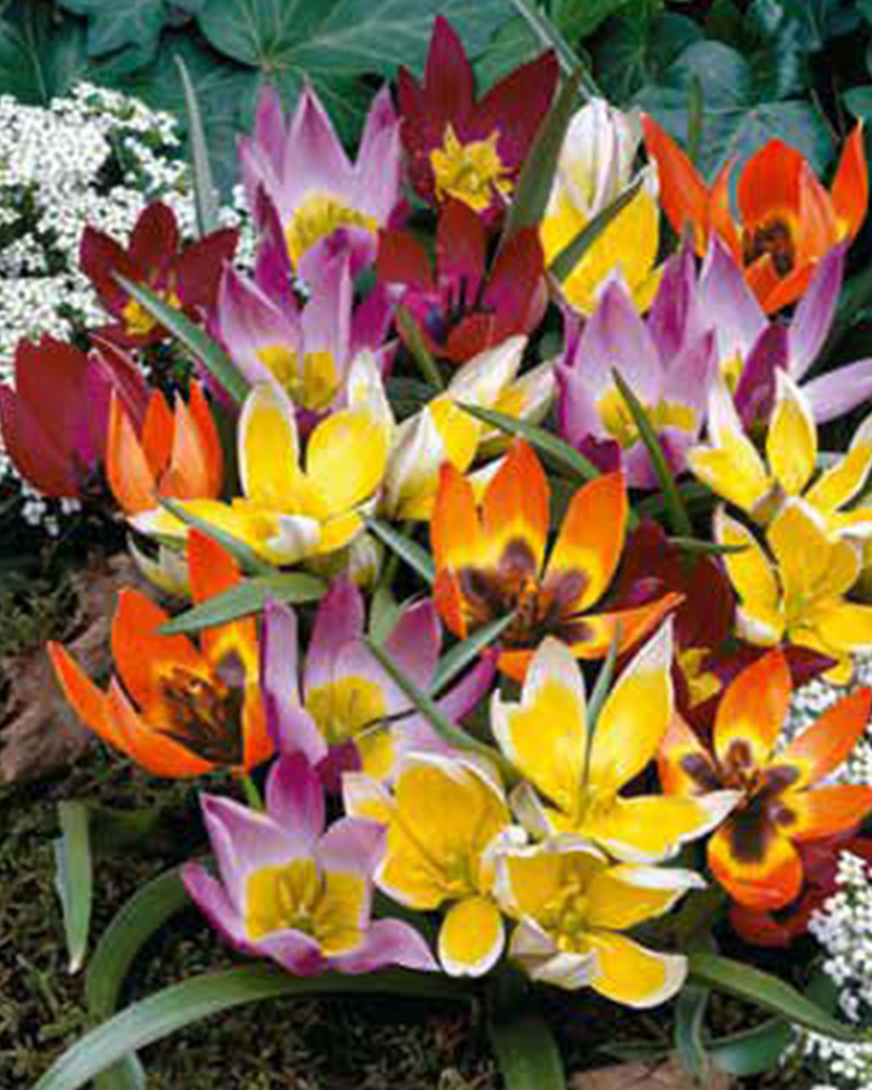 Tulip Wildflower Mix