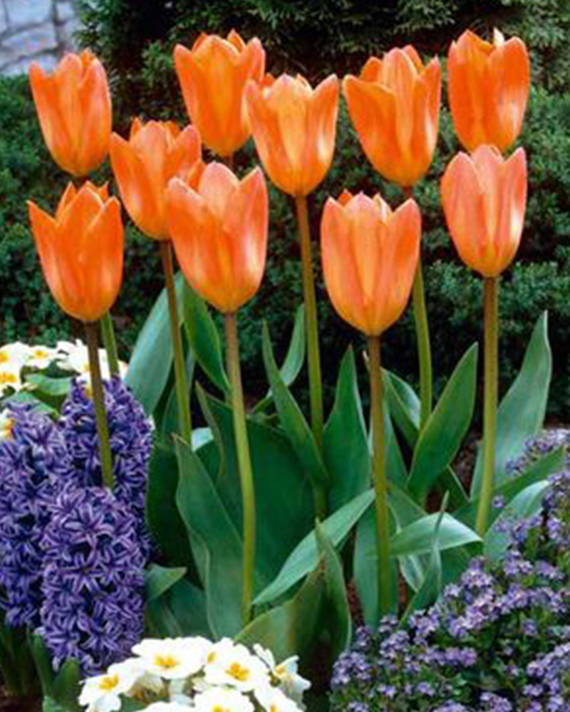 Tulip Orange Emperor