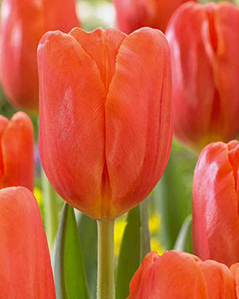 Tulip Orange Juice