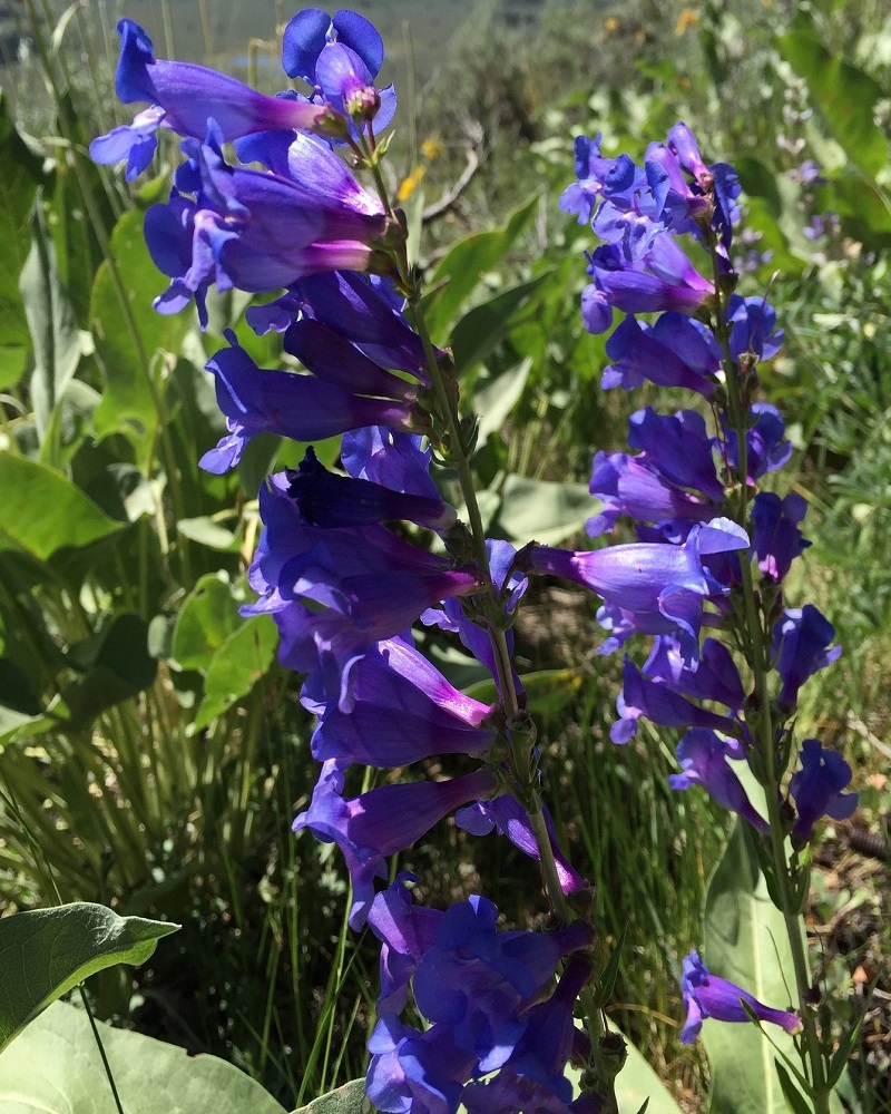 Rocky Mountain Beardtongue<br><i>Penstemon strictus</br></i>