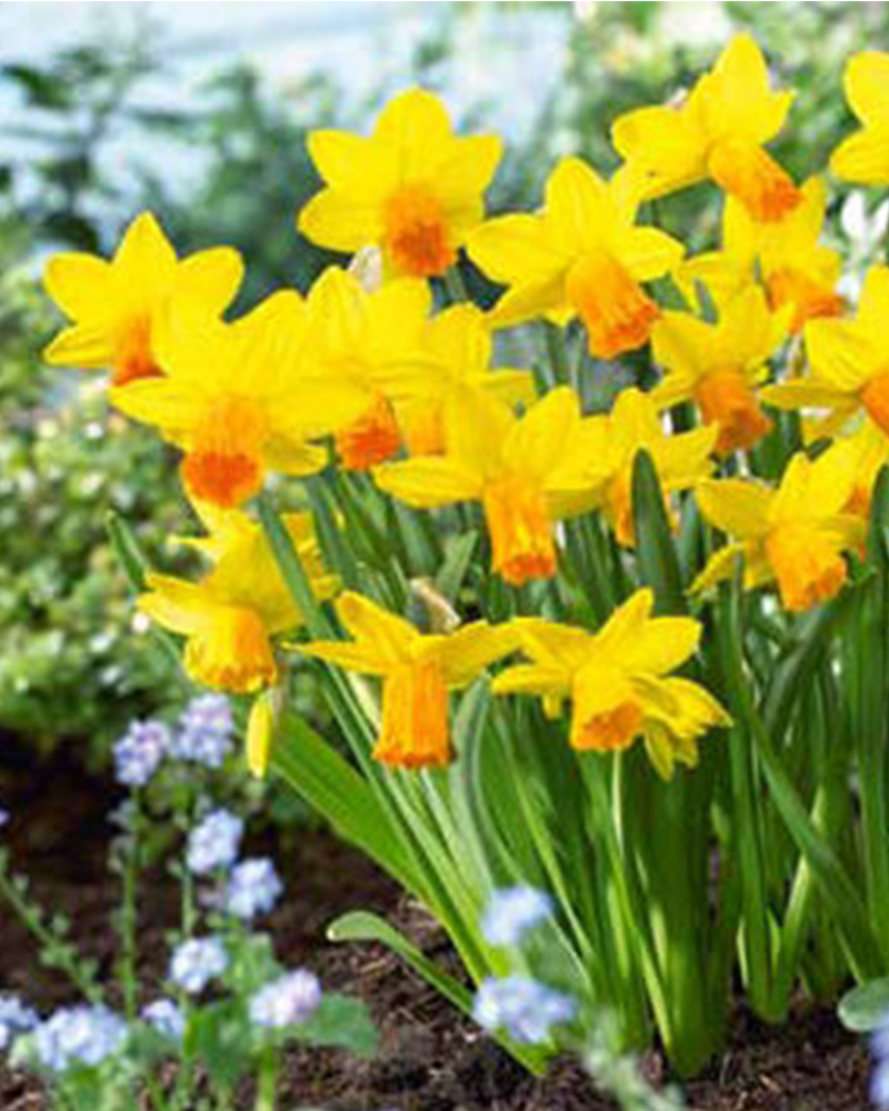 Narcissus Jetfire