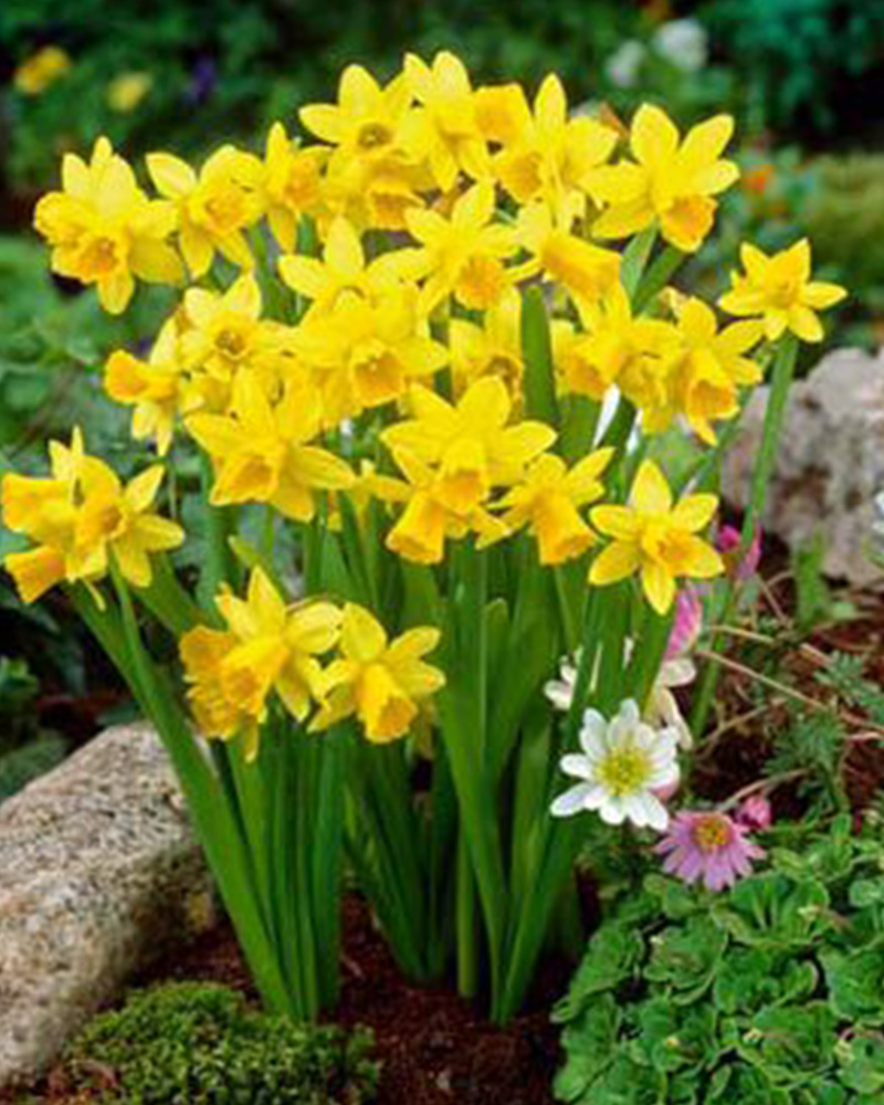Narcissus Tete a Tete