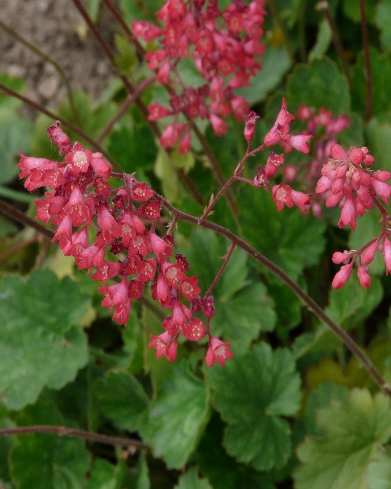 Ruby Bells Coral Bells #1<br><i>Heuchera sanguinea Ruby Bells</br></i>