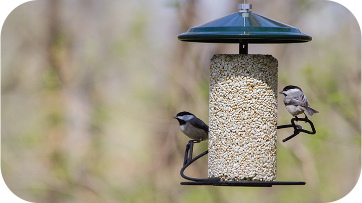 Bird Food