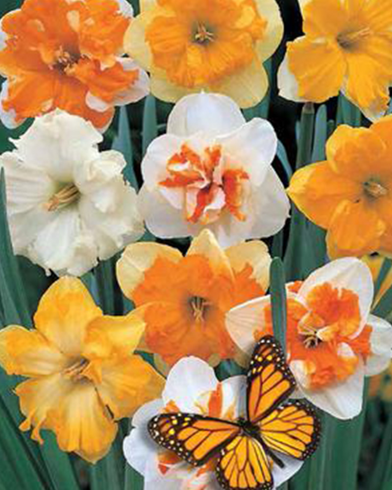 Narcissus Butterfly Mix