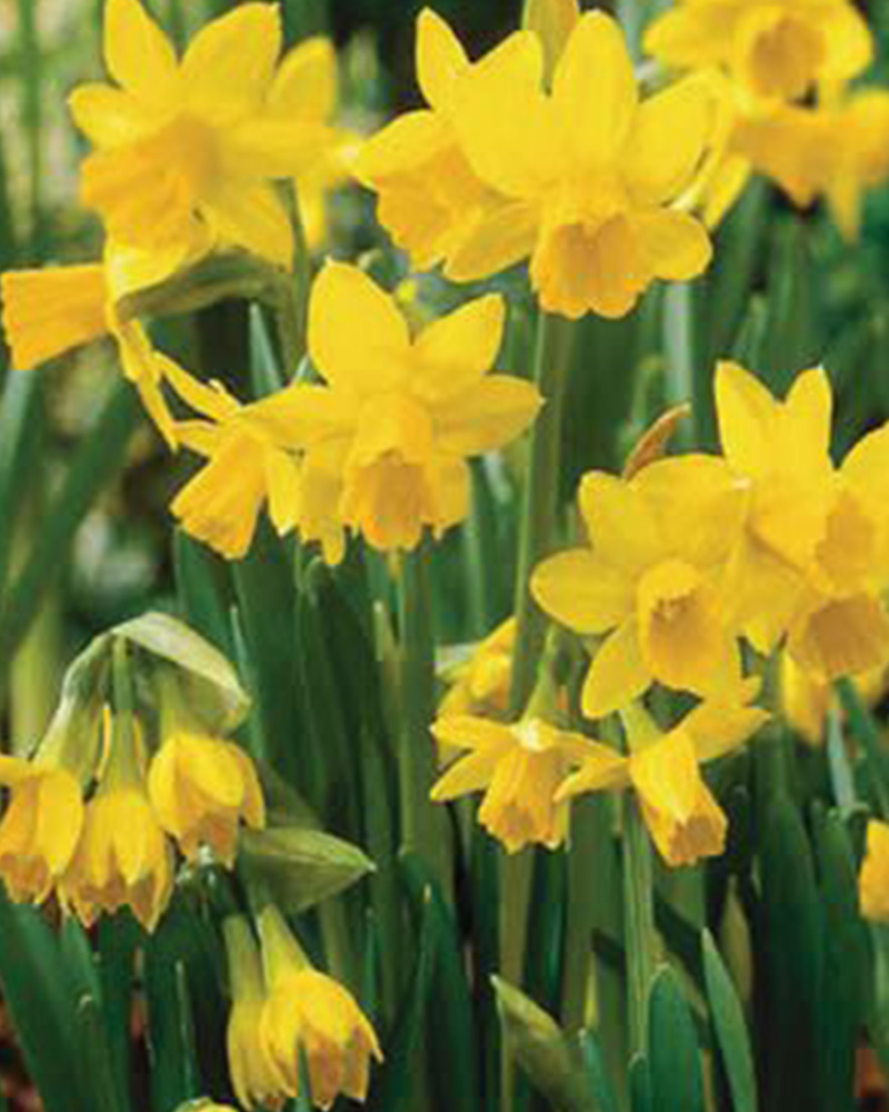 Narcissus February Gold