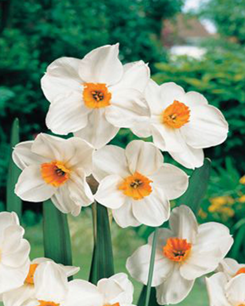Narcissus Geranium