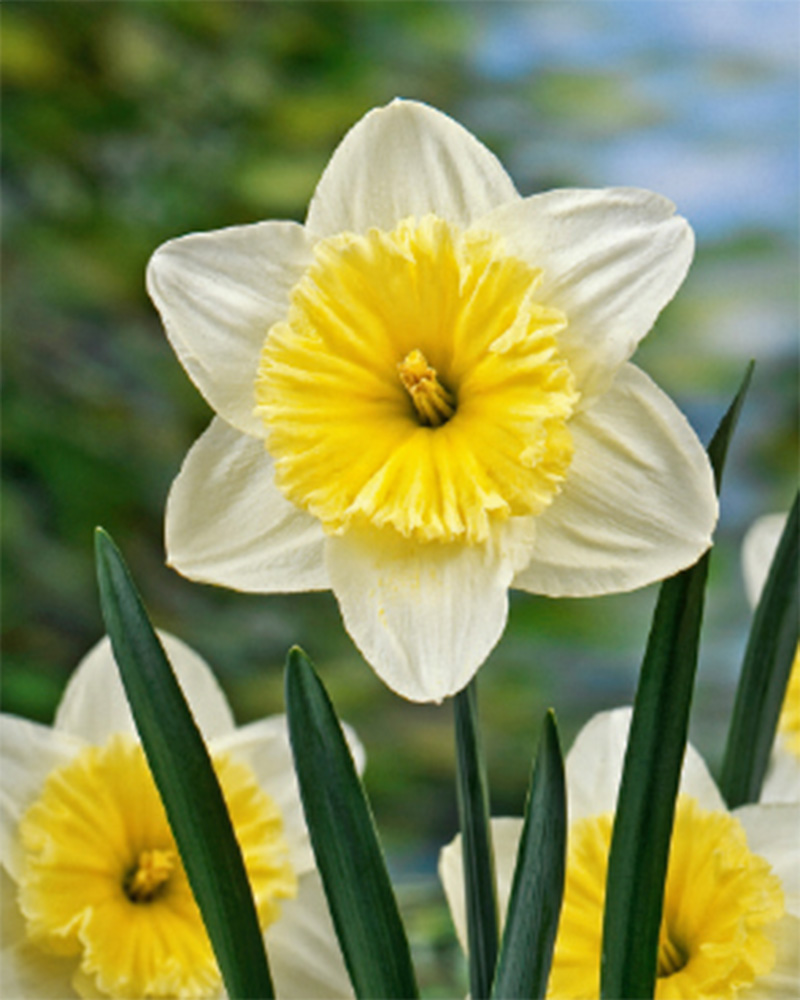 Narcissus Ice Follies