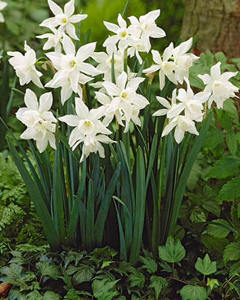 Narcissus Thalia