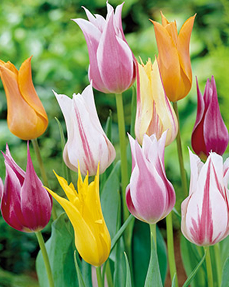 Tulip Lily Flowering Mix