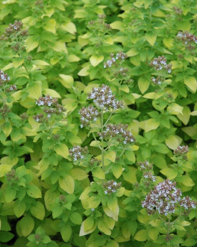 Golden Oregano #1<br><i>Origanum vulgare Aureum</br></i>