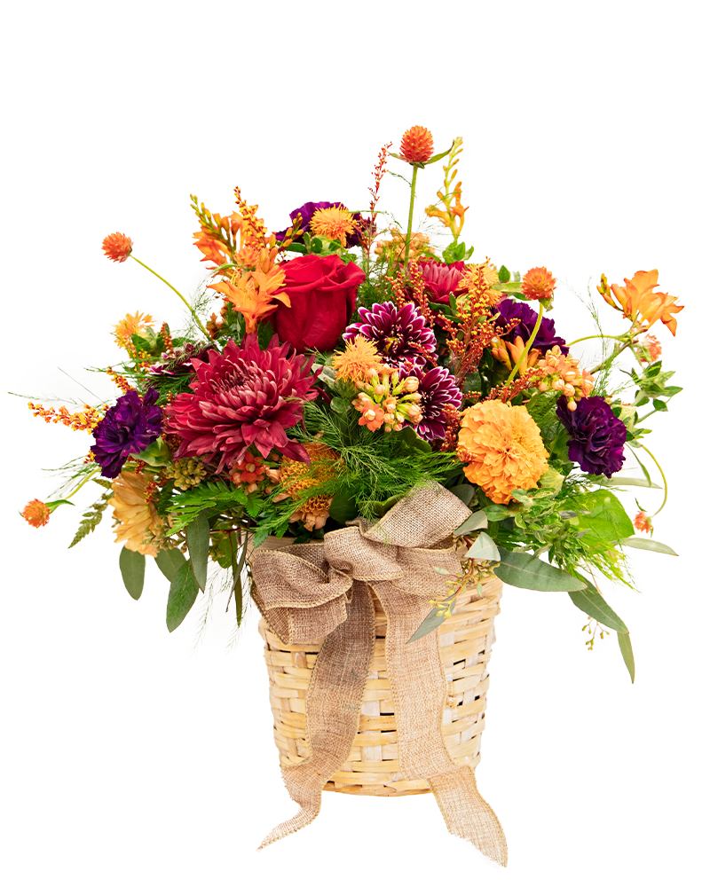 Bounty-FULL Mums & Asters Basket from $75 to $105