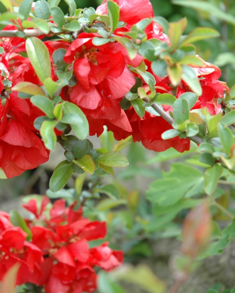 Texas Scarlet Flowering Quince #5<br><i>Chaenomeles speciosa Texas Scarlet</br></i>