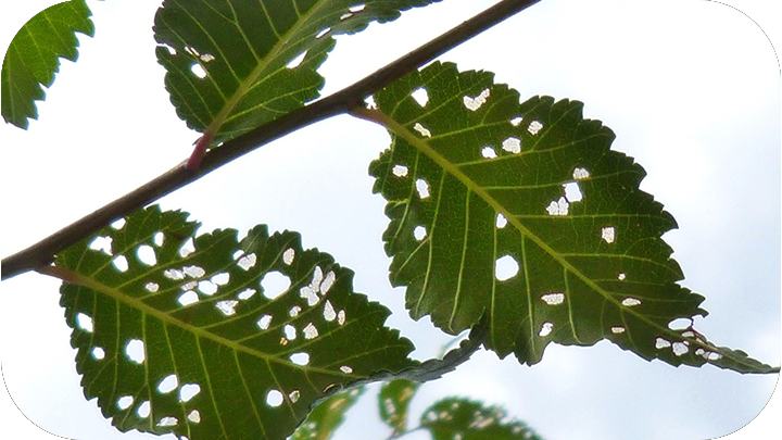 Insects, Disease and Fungus