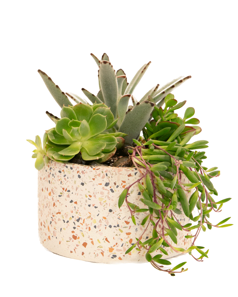 Terrazo Succulent Garden from $60-$88