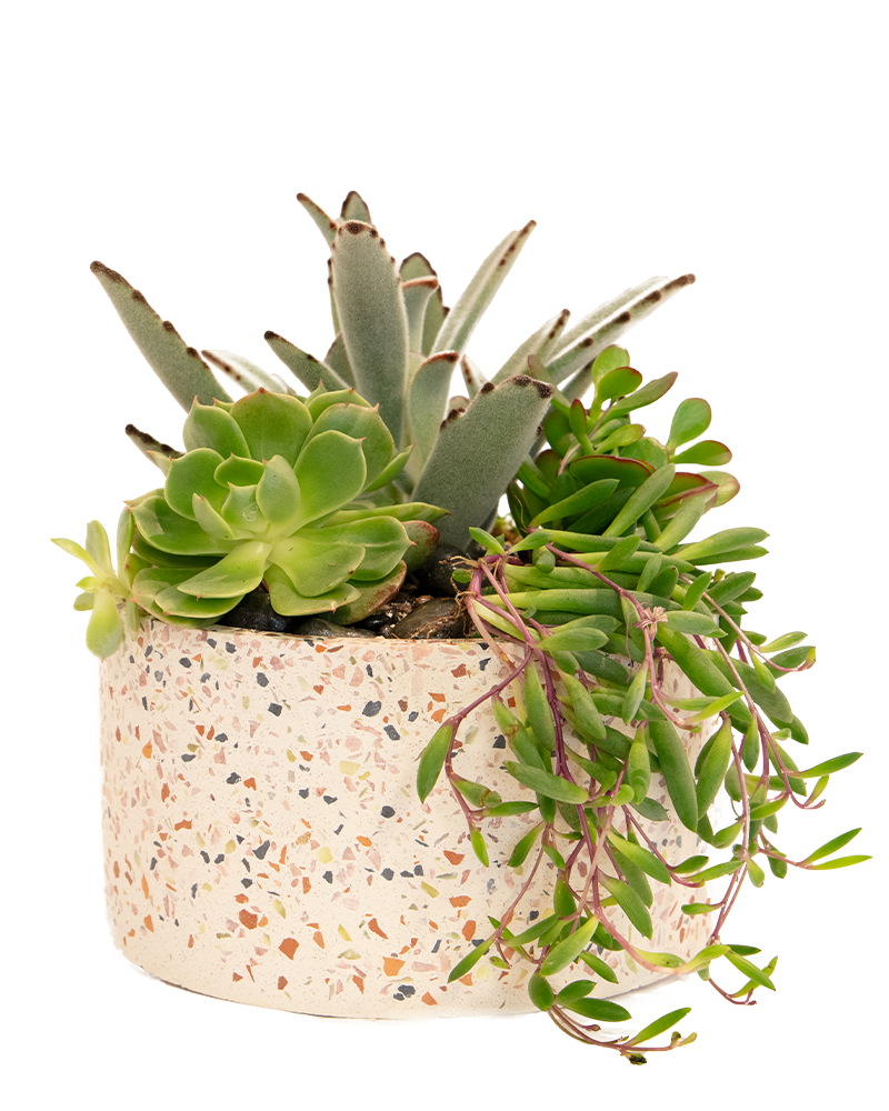 Terrazo Succulent Garden from $60-$88