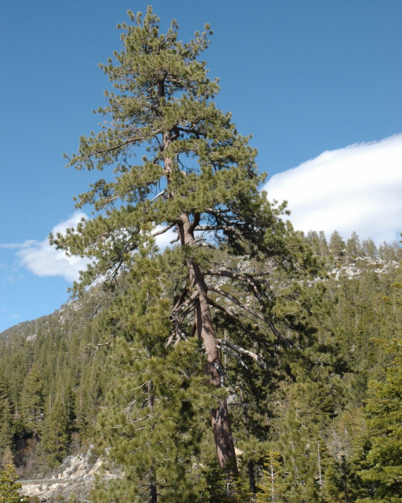 Jeffrey Pine #15<br><i>Pinus jeffreyi</br></i>