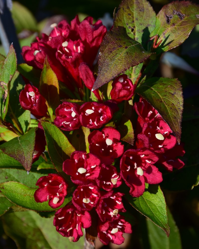 Maroon Swoon® Weigela #2<br><i>Weigela Slingco 2</br></i>