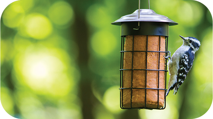 Suet & Bark Butter