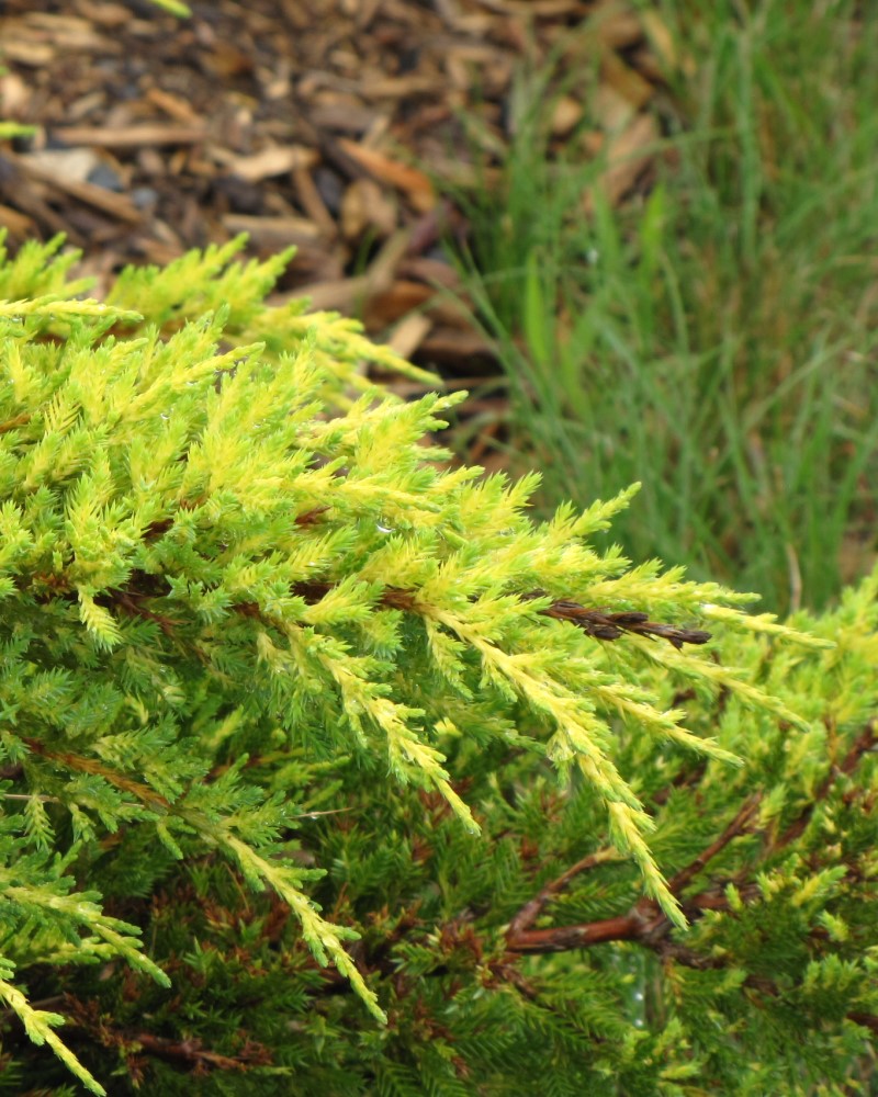 Daub's Frosted Juniper #2<br><i>Juniperus x media Daub's Frosted</br></i>