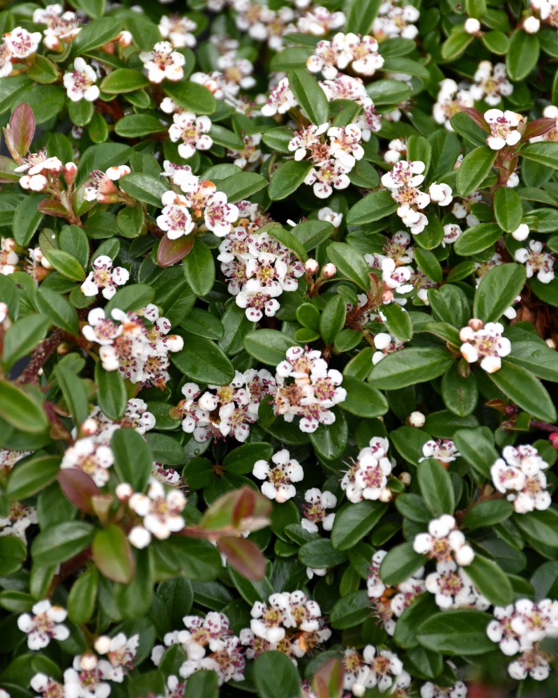 Coral Beauty Cotoneaster #5<br><i>Cotoneaster dammeri Coral Beauty</br></i>