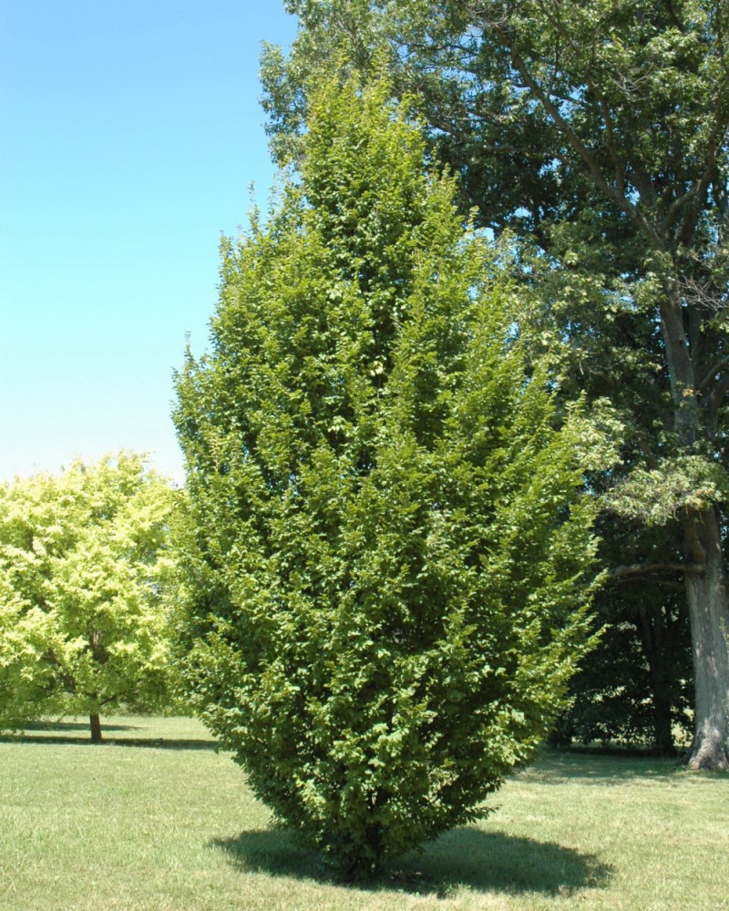 Frans Fontaine Hornbeam #20<br><i>Carpinus betulus Frans Fontaine</br></i>