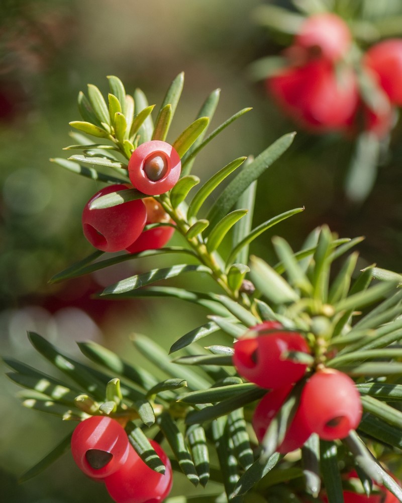 Dark Green Spreader Yew<br><i>Taxus x media Dark Green Spreader</br></i>