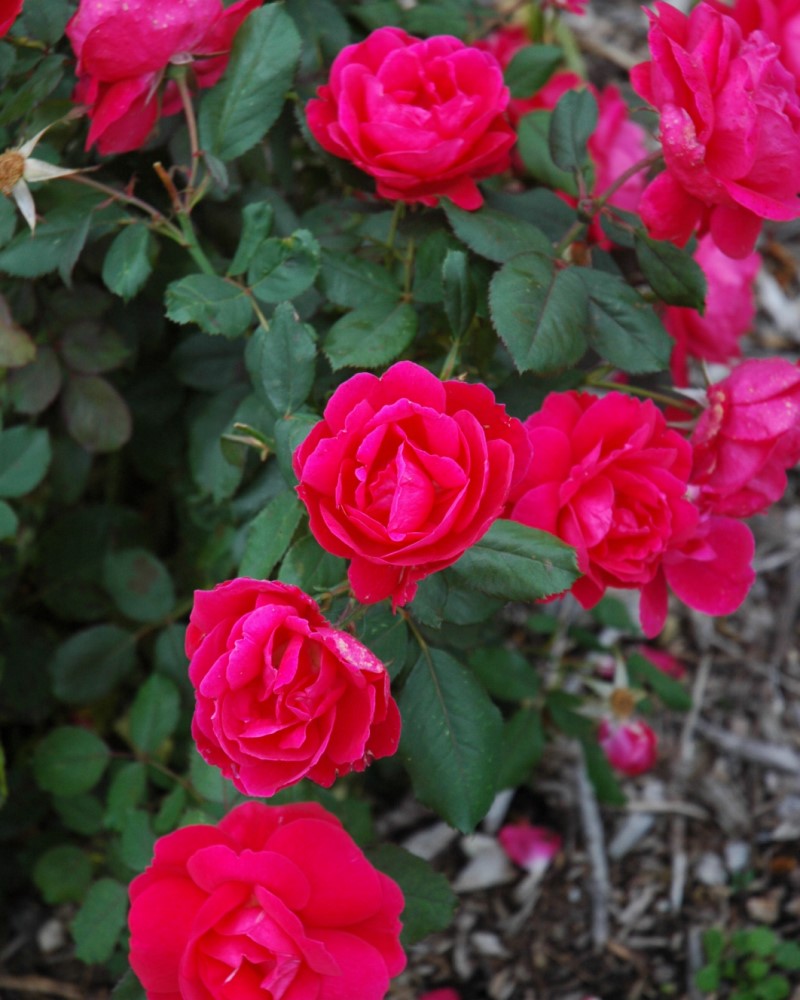 Winnipeg Parks Rose #2<br><i>Rosa Winnipeg Parks</br></i>