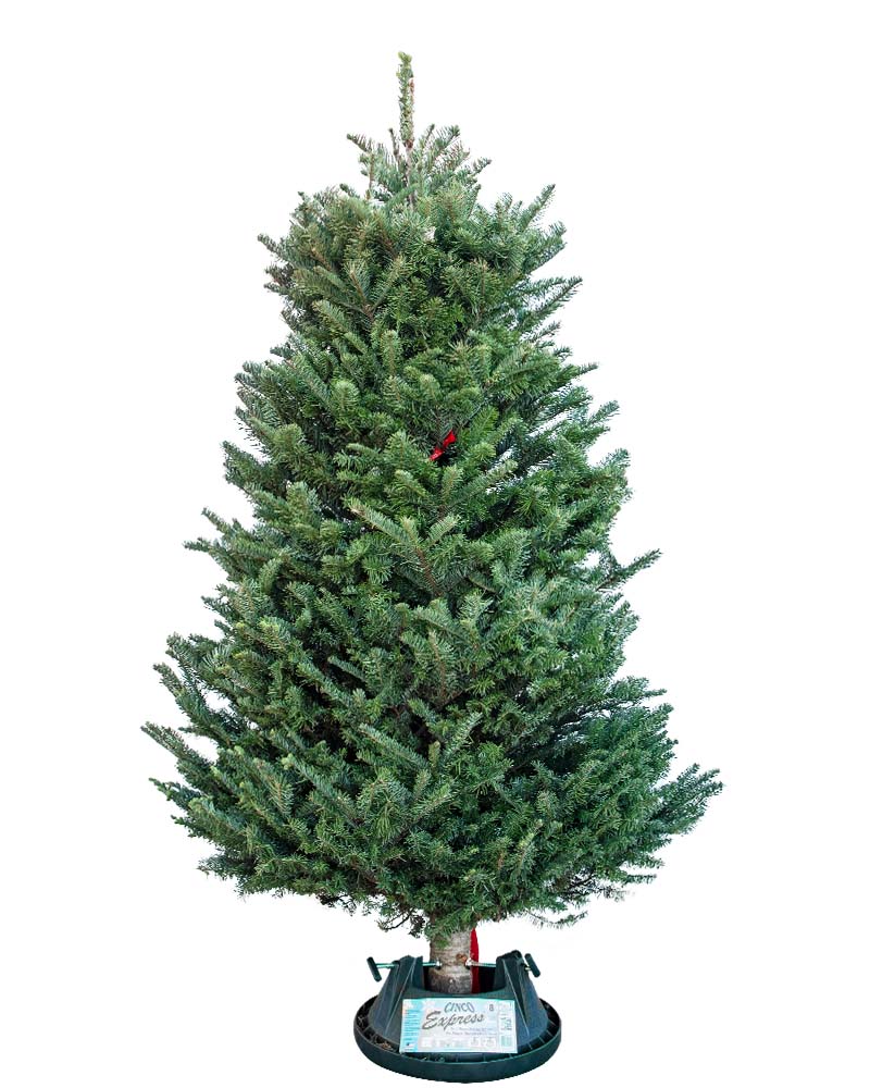 Noble Fir Cut Christmas Tree 4'