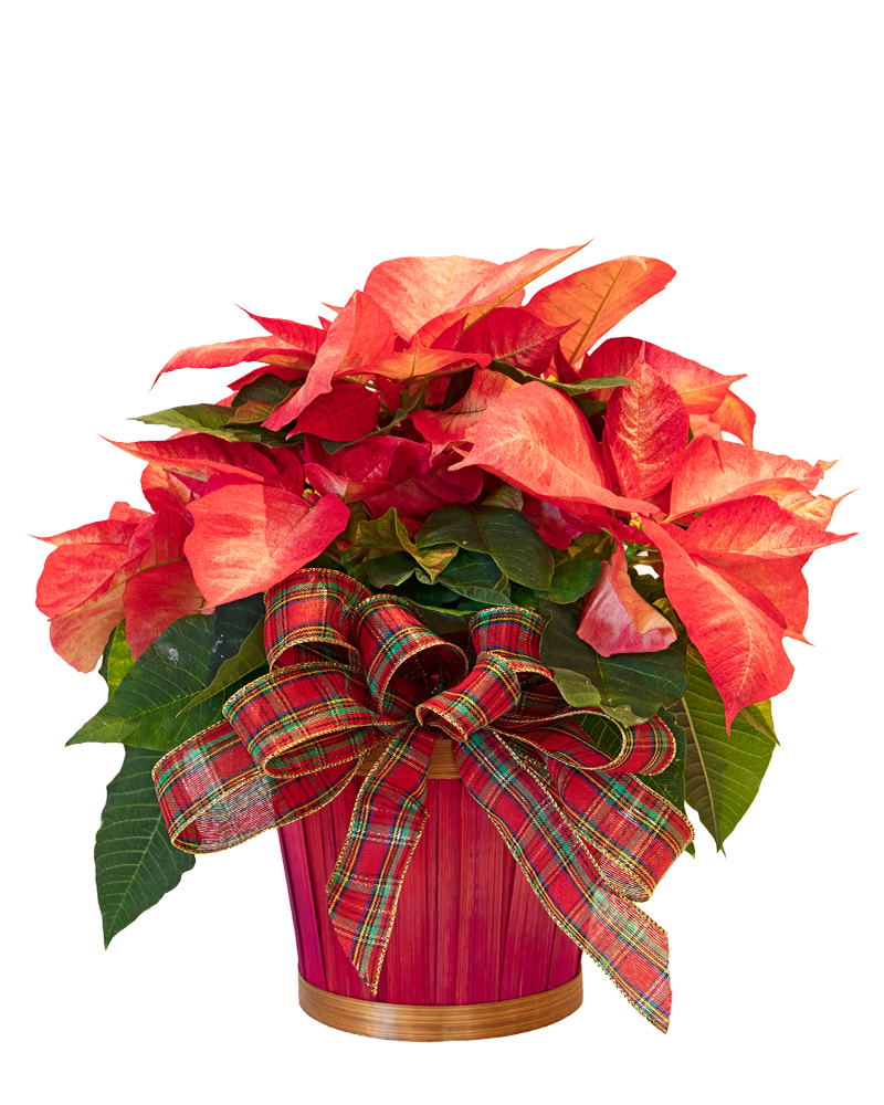 Poinsettia with Foil Wrap & Bow 6"