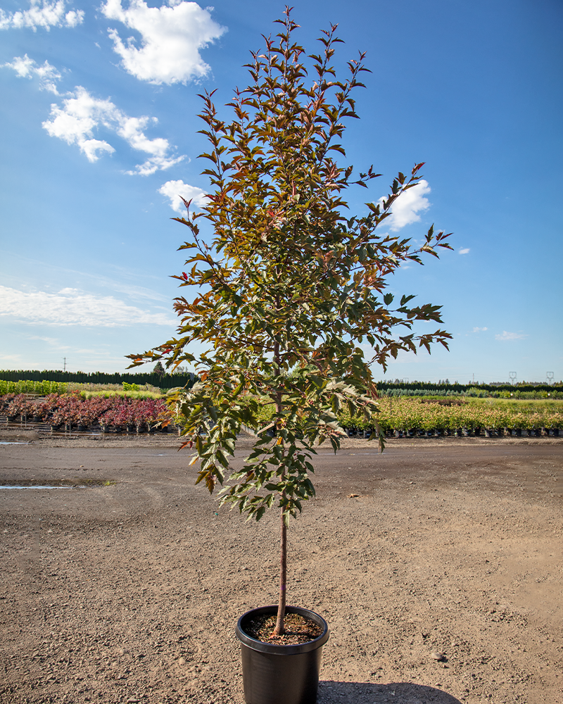 Royal Raindrops® Flowering Crabapple #15<br><i>Malus JFS-KW5</br></i>