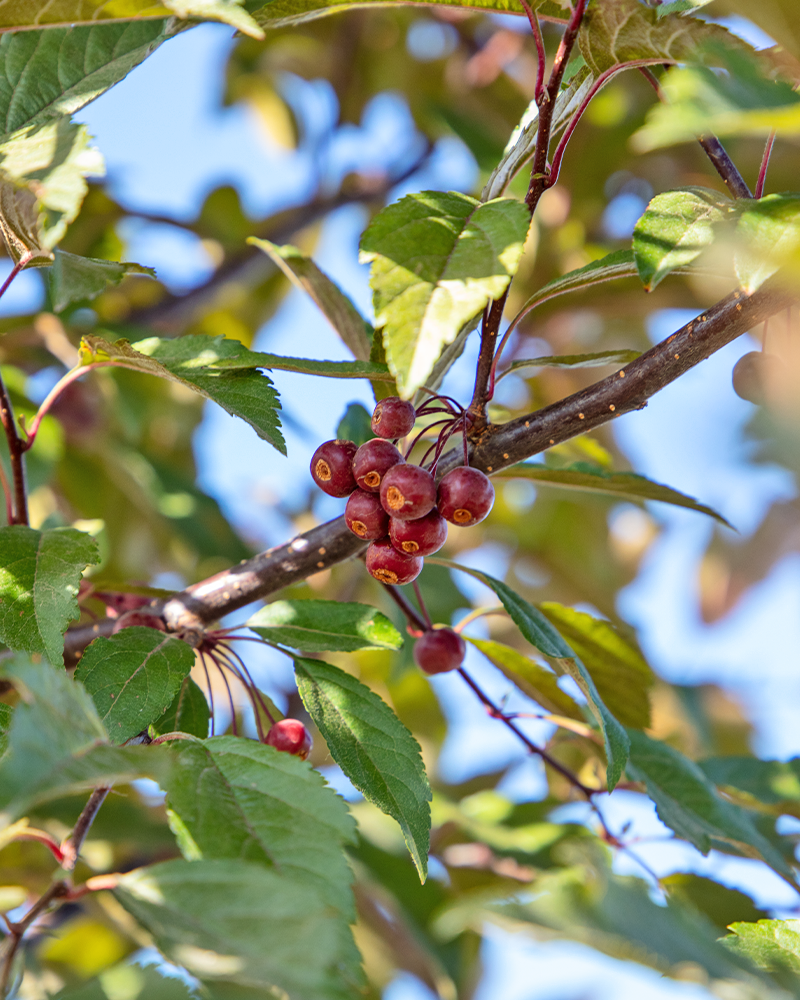 Royal Raindrops® Flowering Crabapple #15<br><i>Malus JFS-KW5</br></i>