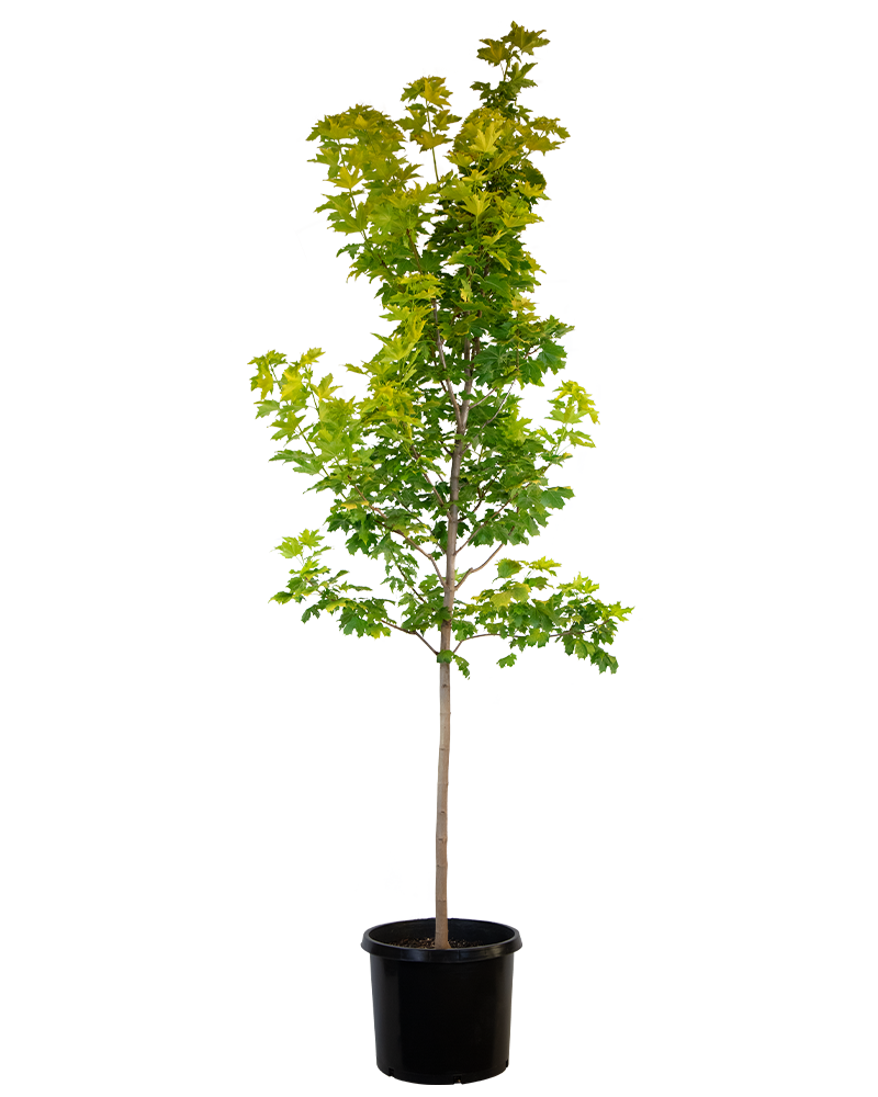 Princeton Gold Maple #15<br><i>Acer platanoides Princeton Gold</br></i>