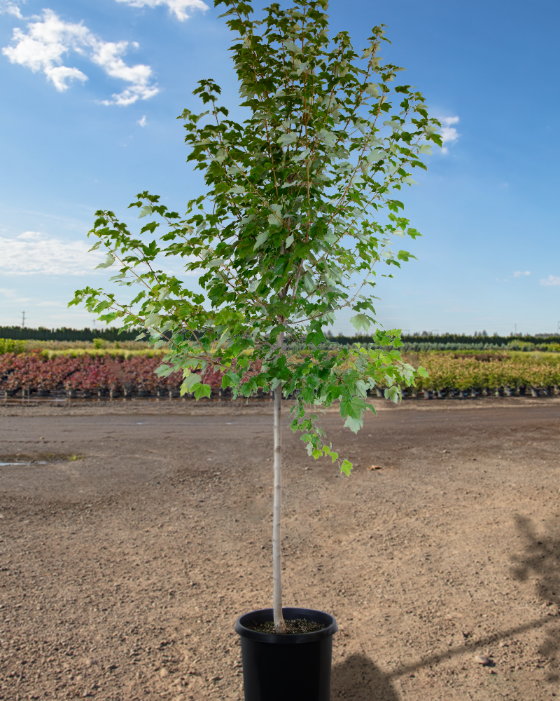 October Glory Red Maple #15<br><i>Acer rubrum October Glory</br></i>