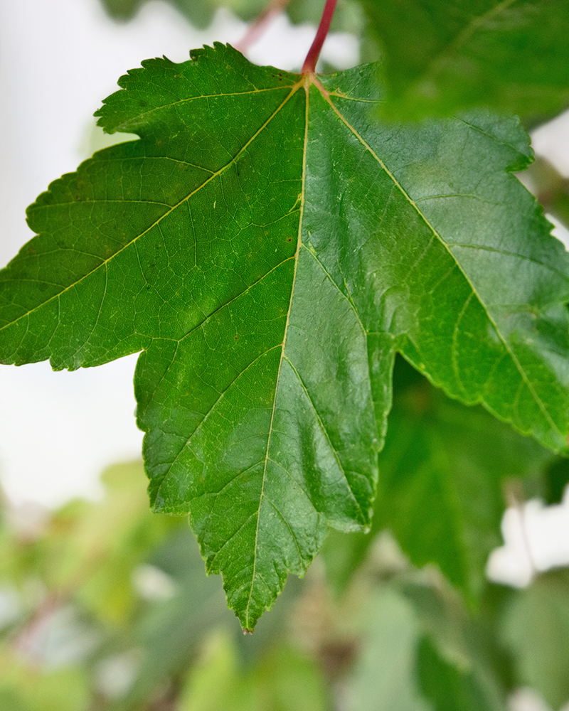 October Glory Red Maple #15<br><i>Acer rubrum October Glory</br></i>