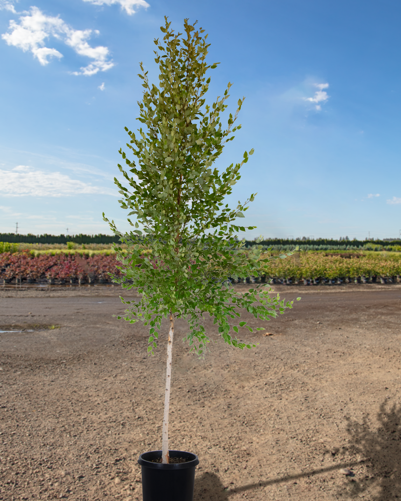 Dura Heat River Birch<br><i>Betula nigra Dura Heat</br></i>